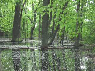 Wetland